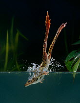 Leopard frog {Rana pipiens} diving into water, controlled conditions, from USA