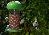 Long-tailed tit {Aegithalos caudatus} flying to bird feeder with three Blue Tits {Parus caeruleus} on feeder, UK