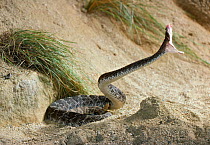 Western diamondback rattlesnake {Crotalus atrox} striking, controlled conditions, from USA