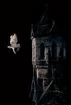 Barn owl {Tyto alba} flying to tower carrying rodent prey, UK