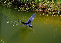 Barn swallow (Hirundo rustica) drinking while in flight, UK