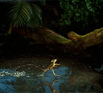 Brown basilisk / Jesus lizard {Basiliscus vittatus} running on water, controlled conditions, from Central America