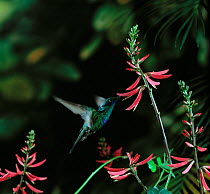 Green violetear / violet-eared hummingbird {Colibri thalassinus} in flight, feeding from flower, from Central America