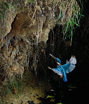 Common kingfisher (Atthis alcedo) flying with fish prey towards nest hole in river bank, UK