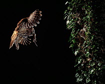 Tawny owl {Strix aluco} flying with rodent prey to nest hole in tree, chicks waiting for food, UK