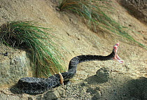 Western diamondback rattlesnake (Crotalus atrox) striking, controlled conditions, from USA