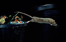 Brown rat {Rattus norvegicus} leaping from dustbin, UK