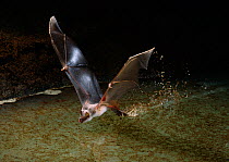 Mexican bulldog bat {Noctilio leporinus} flying low over water, trawling for fish, controlled conditions, from South America