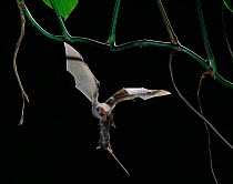 Greater false vampire bat {Megaderma lyra} in flight carrying rodent prey, controlled conditions, from Asia