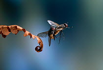 Common house fly {Musca domestica} pair mating in flight, UK