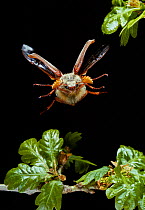 Common cockchafer {Melolontha melolontha} in flight, UK