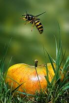 Common wasp {Vespula vulgaris} flying from fallen apple, UK
