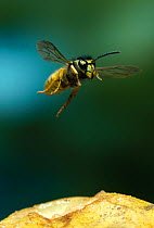 Common wasp (Vespa vulgaris) flying towards ripe fruit, UK