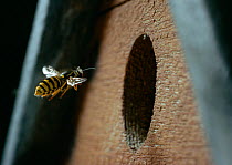 Tree wasp {Vespula sylvestris} flying to nest in bird box, UK