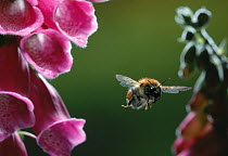 Meadow / Carder bumble bee (Bombus agrorum) in flight to Foxglove flower, UK