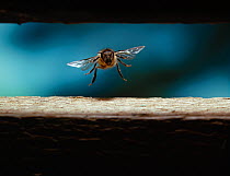 Honey bee {Apis mellifera} landing on alighting board of hive, UK