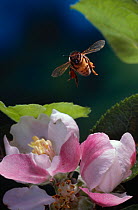 Honey bee {Apis mellifera} flying towards Apple blossom, UK
