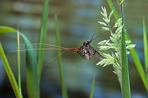 Mayfly {Ephemera danica} in flight, UK