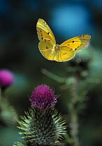 Clouded yellow butterfly {Colias crocea} in flight over thistle flowers, UK