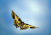 Swallowtail butterfly {Papilio machaon} in flight, UK