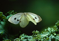 Large white butterfly {Pieris brassicae} in flight over cabbage plant, UK