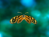 Ithomid butterfly {Dircenna sp} in flight, from Venezuelan cloudforest
