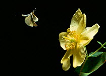 Common footman moth {Eilemia lurideola} in flight towards flower, UK