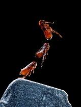 Cat flea {Ctenocephalides felis} leaping sequence, multiflash image