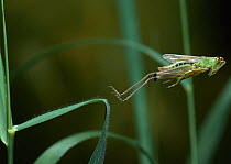 Meadow grasshopper {Chorthippus parallelus} leaping, UK