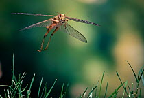 Desert locust {Schistocerca gregaria} in flight, controlled conditions, from Africa