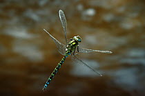 Southern hawker dragonfly {Aeshna cyanea} in flight, UK