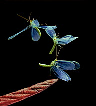 Green lacewing {Chrysopa sp} flight sequence, multiflash image, UK