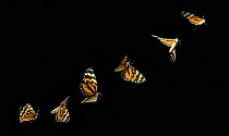 Pericopid moth {Chetone angulosa} flight sequence, multiflash image