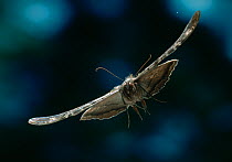 Black witch moth {Ascalapha odorata} in flight, from Venezuelan cloudforest
