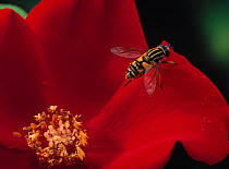 Hoverfly {Helophilus pendulus} on rose flower, UK