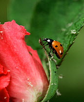 Seven spot ladybird (Cocinella septempunctata) feeding on greenfly on rose bud, UK