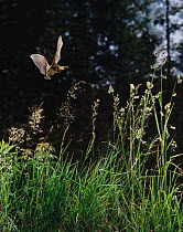 Long-eared bat {Plecotus auritus} flying through meadow, UK