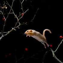 Dormouse {Muscardinus avellanarius} jumping from rose branch, UK
