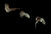 Greater horseshoe bat {Rhinolophus ferrumequinum} flight sequence, multiflash image, UK