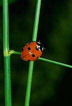 Seven spot ladybird {Coccinella septempunctata} UK