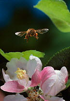 Honey bee {Apis mellifera} flying to apple blossom, UK