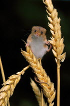Harvest mouse {Micromys minutus} on ears of corn, controlled conditions, UK