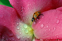 Seven spot ladybird {Coccinella septempunctata} on rose flower, UK