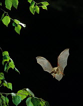 Long eared bat {Plecotus auritus} in flight, UK
