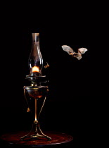 Long eared bat {Plecotus auritus} flying towards moths attracted to light from paraffin lamp, UK