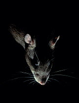 Brown rat {Rattus norvegicus} backlit at night, controlled conditions, UK