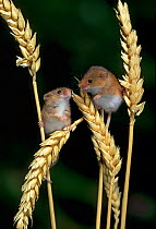 Two Harvest mice {Micromys minutus} on ears of corn, controlled conditions, UK