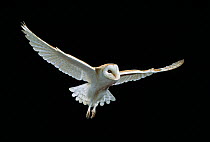 Barn owl {Tyto alba} in flight, UK