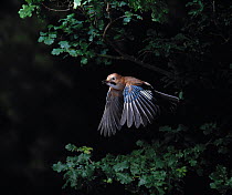 Jay {Garrulus glandarius} in flight in oak woodland, UK