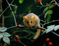 Dormouse {Muscardinus avellanarius} on rose branch, controlled conditions, UK